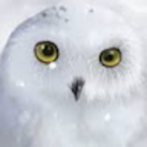 Meet your Posher, Renata